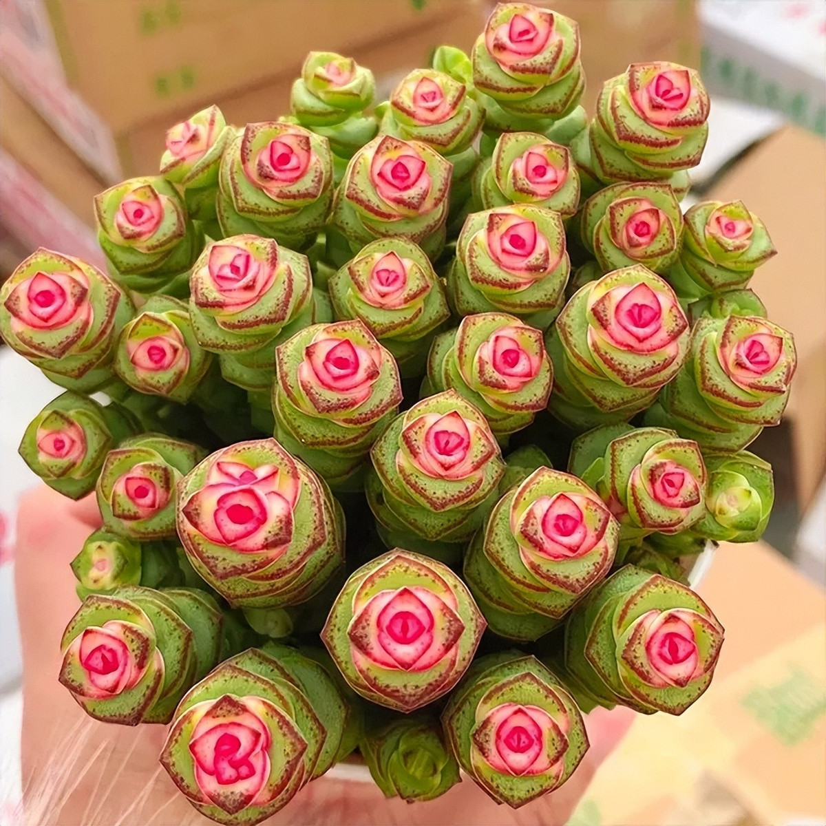  3. Cây cảnh: Sen đá chuỗi tiền: Chuỗi tiền hay còn gọi là sen đá chuỗi tiền (tên khoa học là Crassula perforata) là một loại cây mọng nước rất đẹp. 