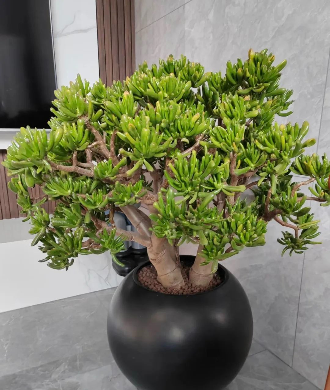 Khi trưởng thành, những chiếc móng ngựa nhỏ này dài như ống hút (ống điếu) và có màu từ xanh, cam đến đỏ tươi.