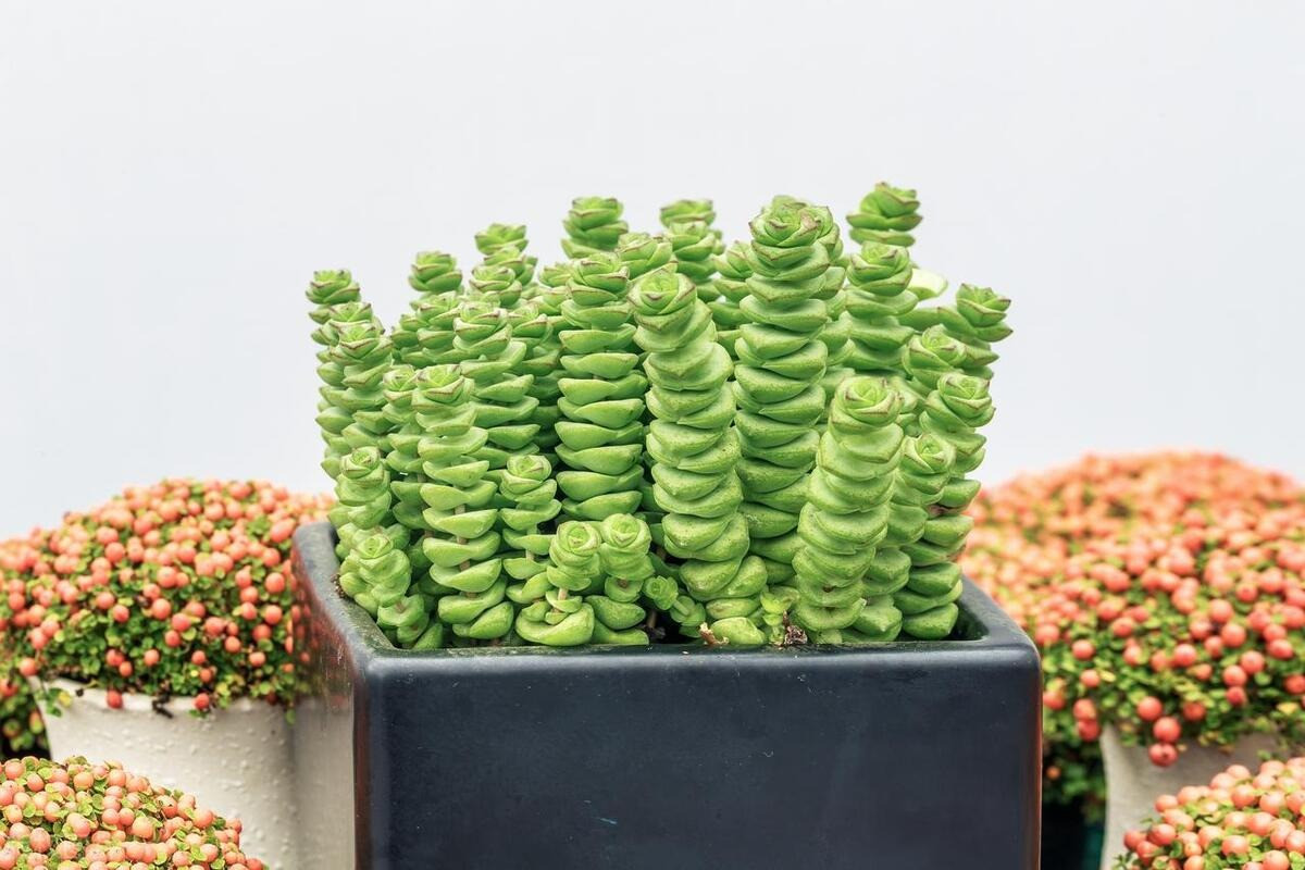 Sen đá chuỗi tiền mang lại sự bình yên cho giađình, giúp xua tan những lo toan, muộn phiền trong cuộc sống. Ngoài ra, sen đá chuỗi tiền còn giúp mang lại may mắn, tài lộc cho gia chủ khi trưng ở trong nhà. 