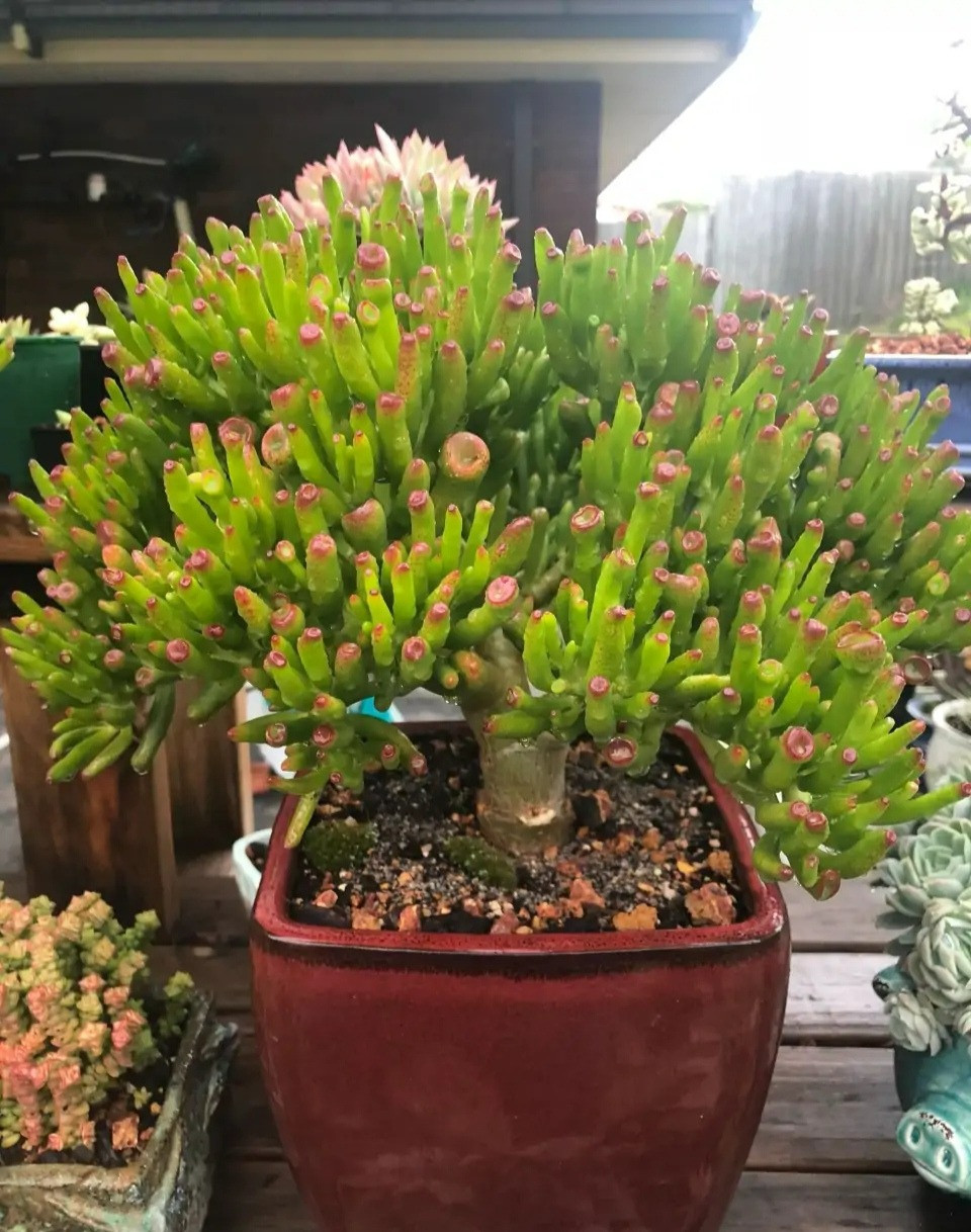 Không chỉ cái tên thể hiện thuộc tính may mắn tài lộc mà vẻ ngoài cũng thể hiện ước vọng tài lộc một cách rất trực quan. Lá của chúng giống như những chiếc móng ngựa nhỏ.