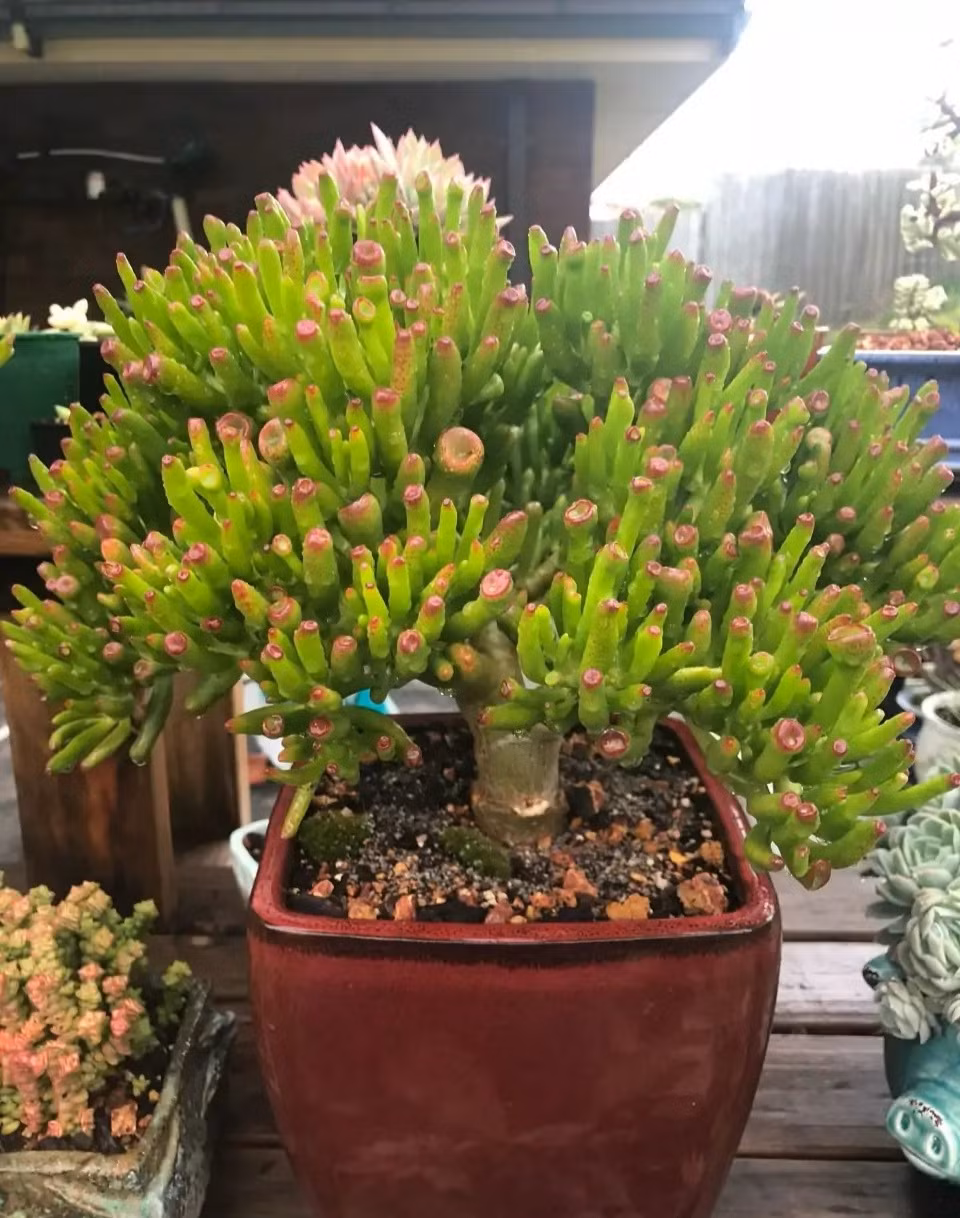 Không chỉ cái tên thể hiện thuộc tính may mắn tài lộc mà vẻ ngoài cũng thể hiện ước vọng tài lộc một cách rất trực quan. Lá của chúng giống như những chiếc móng ngựa nhỏ.