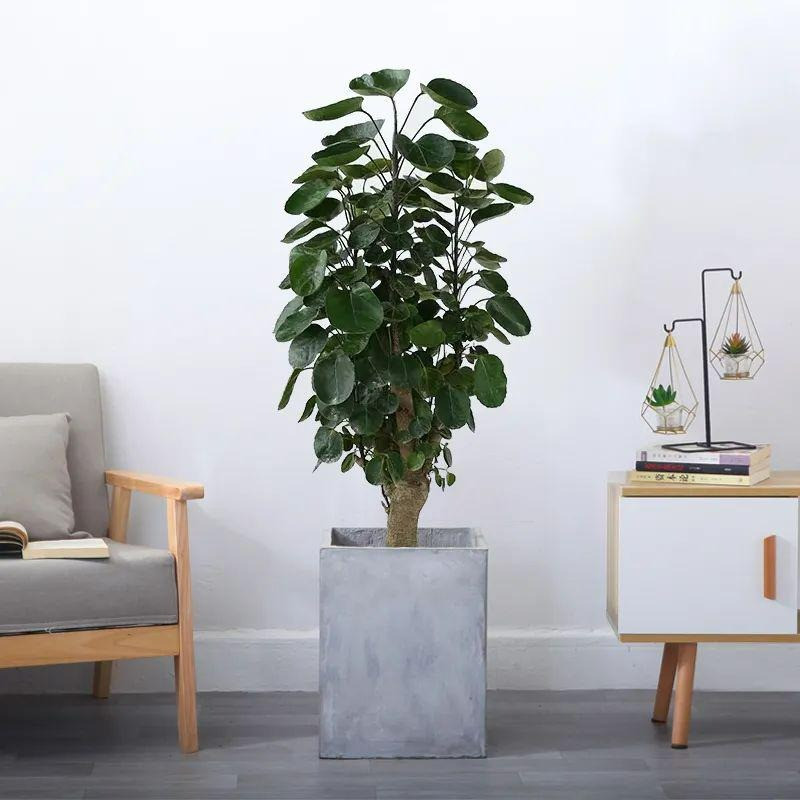 Trong phong thủy, cây đinh lăng được biết đến với ý nghĩa có thể ngăn chặn khí xấu xông vào nhà. Từ đó trấn giữ nguồn năng lượng tốt, giúp tài khí dễ tích tụ, không bị tiêu tán, được coi như “thần giữ của” cho chủ nhà.