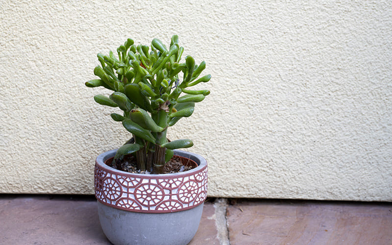 Hình dạng của những chiếc lá được xem là sẽ "hút tài lộc" về cho gia chủ. Ý nghĩa phong thủy của cây cảnh sen đá ống điếu cũng tương tự như cây ngọc bích, ngụ ý chiêu tài, hút lộc, mang lại may mắn cho gia chủ.