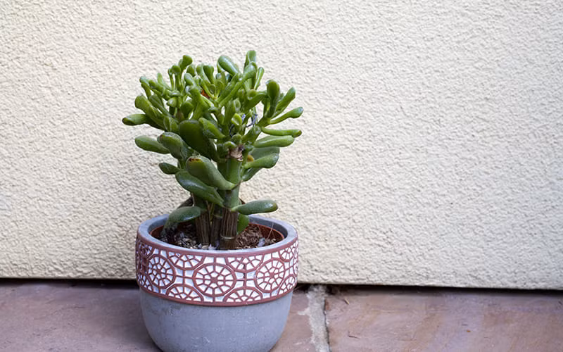 Hình dạng của những chiếc lá được xem là sẽ "hút tài lộc" về cho gia chủ. Ý nghĩa phong thủy của cây cảnh sen đá ống điếu cũng tương tự như cây ngọc bích, ngụ ý chiêu tài, hút lộc, mang lại may mắn cho gia chủ.