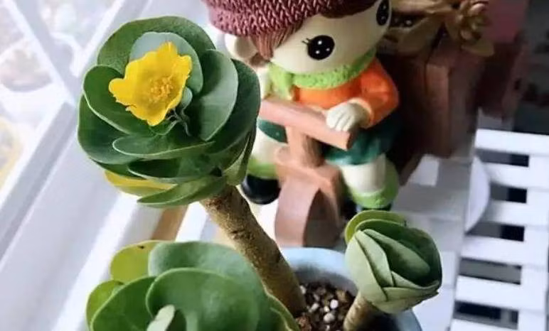  Lá của cây cảnh này dầy dặn, hình tròn, ở giữa lõm xuống tựa cái ví tiền, cành rất khỏe. Cây không lớn, chiều cao cây trưởng thành chỉ khoảng 50 cm, là loại cây trồng trong chậu nhỏ rất phổ biến trong những năm gần đây.