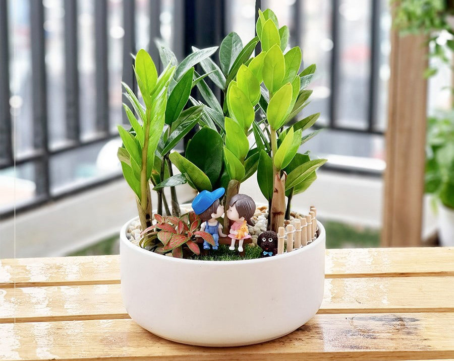 Cây cảnh kim tiền có thân cây cao, cành dài, tuy là cây thân thảo nhưng cành và lá của chúng có hình dáng như "cái cây" cứng cáp.