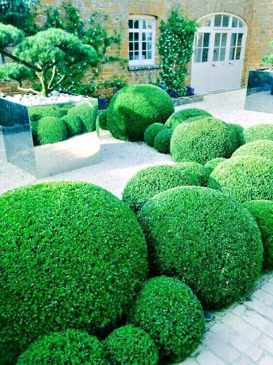  Hoàng dương có vị trí đặc biệt quan trọng trong phong thủy và được coi là có chức năng giữ nhà, an gia trấn trạch và tăng cường sự giàu có cho gia đình.