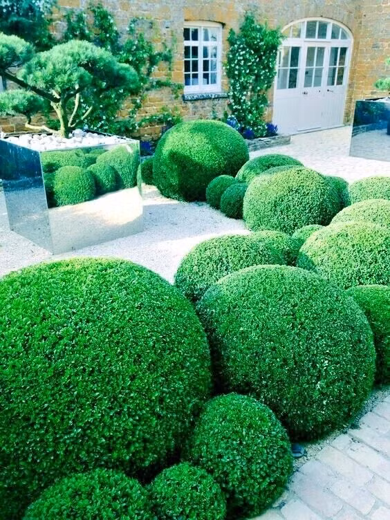  Hoàng dương có vị trí đặc biệt quan trọng trong phong thủy và được coi là có chức năng giữ nhà, an gia trấn trạch và tăng cường sự giàu có cho gia đình.