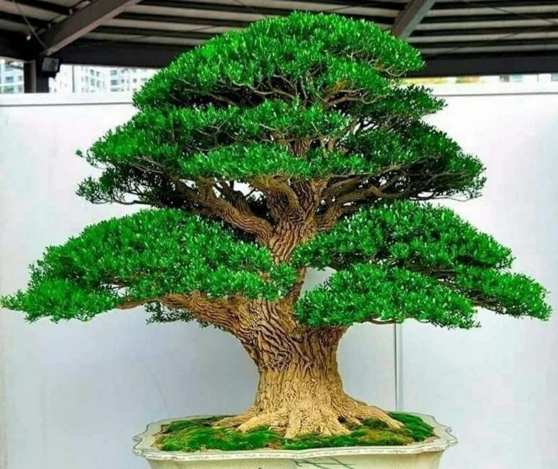 Nhờ tính thanh lọc các khí độc, trong phong thủy, hoàng dương có thể hấp thụ năng lượng tiêu cực và bảo vệ ngôi nhà khỏi những linh hồn ma quỷ. Nó được coi là một lá bùa hộ mệnh mạnh mẽ mang lại hòa bình và may mắn cho gia chủ.