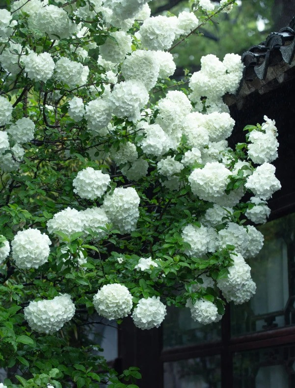 Hoa bóng tuyết còn có ý nghĩa rất hay, bông hoa tròn gồm nhiều bông hoa nhỏ ghép lại vào nhau thành quả cầu lớn giống như sự đoàn tụ. Nó tượng trưng cho sự đoàn tụ, hạnh phúc của gia đình và có tác dụng giữ nhà trong phong thủy.