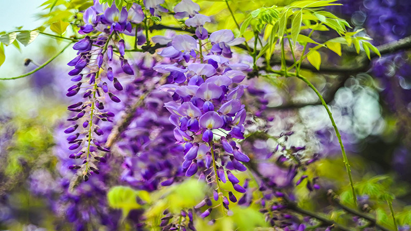 Hoa tử đằng có nhiều màu khác nhau như hồng, tím, xanh, trắng và mỗi màu có một ý nghĩa khác nhau, nhưng nhìn chung loại hoa này tượng trưng cho một cuộc sống nhiệt huyết, mãnh liệt của tuổi trẻ. 