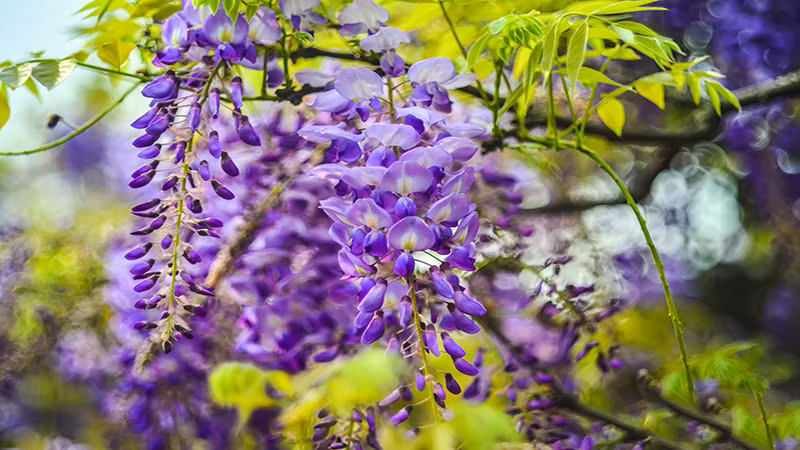 Hoa tử đằng có nhiều màu khác nhau như hồng, tím, xanh, trắng và mỗi màu có một ý nghĩa khác nhau, nhưng nhìn chung loại hoa này tượng trưng cho một cuộc sống nhiệt huyết, mãnh liệt của tuổi trẻ. 