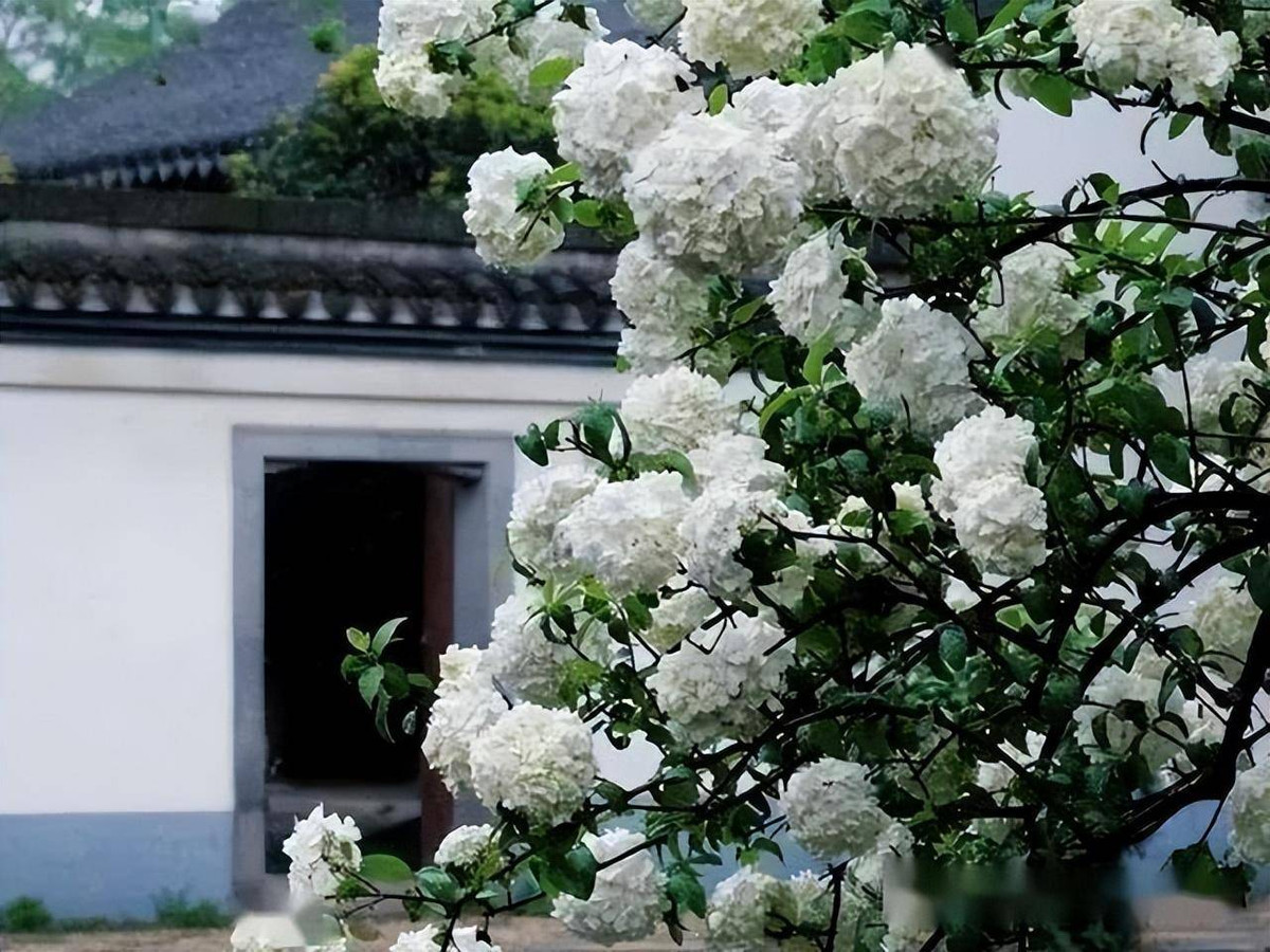  Cho dù từ hình dáng hoa nhiều người gọi là cẩm tú cầu thân gỗ Trung Quốc nhưng chúng ta có thể thấy bóng tuyết không có họ hàng gì với cẩm tú cầu (Hydrangea), thuộc chi Tú cầu (Hydrangeaceae) mà chúng ta biết. 