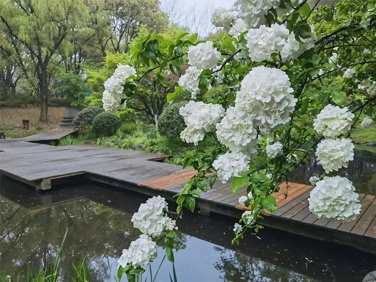 Từ cành lá sum suê và hoa nở trĩu cành có thể thấy, bóng tuyết tượng trưng cho sự thịnh vượng, sung túc. Cây cảnh này không chỉ mang cho không gian sự tươi mới, mà còn có mang ý nghĩa phong thủy tốt đẹp giúp cho gia chủ có nhiều may mắn trong cuộc sống, tài lộc dồi dào. 