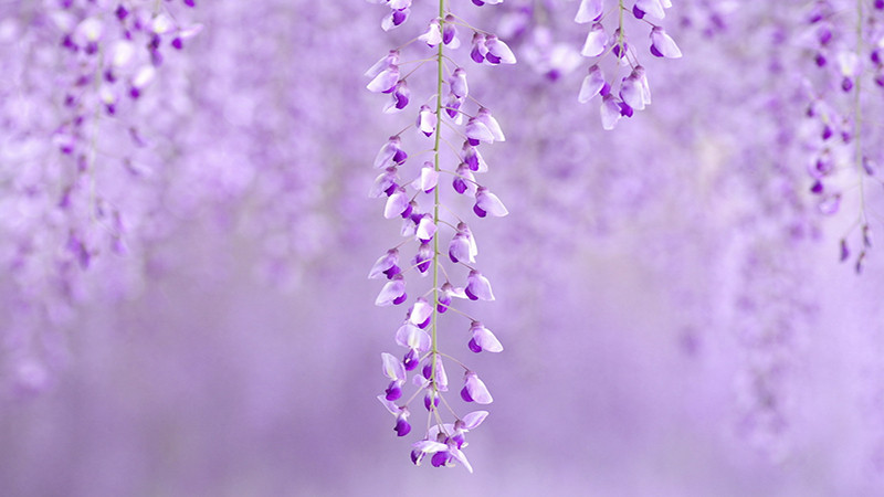 Cây cảnh có những cành xoắn lại khỏe khoắn và uy lực như một con rồng, như nói lên sự bền bỉ, kiên trì, vượt khó vượt khổ trong cuộc sống. Sự lộng lẫy, sang trọng của loài hoa này khiến mọi người đều yêu ngay từ cái nhìn đầu tiên.