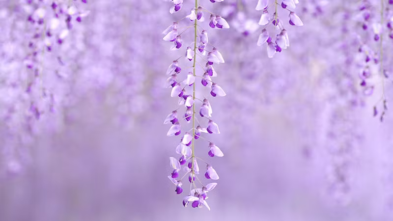 Cây cảnh có những cành xoắn lại khỏe khoắn và uy lực như một con rồng, như nói lên sự bền bỉ, kiên trì, vượt khó vượt khổ trong cuộc sống. Sự lộng lẫy, sang trọng của loài hoa này khiến mọi người đều yêu ngay từ cái nhìn đầu tiên.