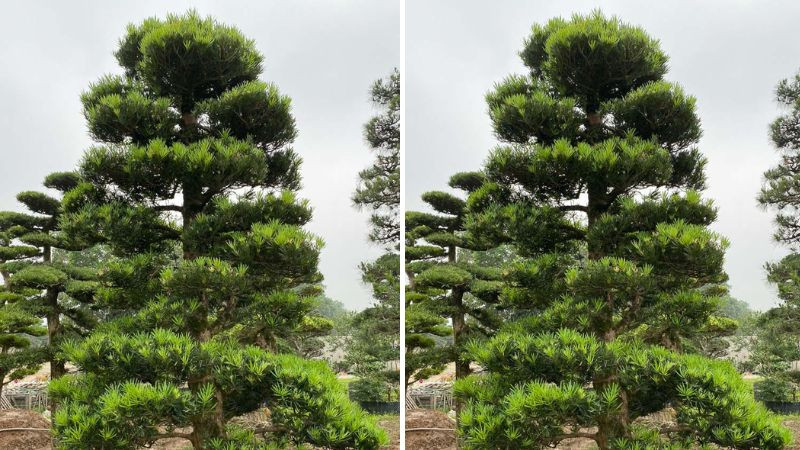 Các gia đình giàu có thường trồng trong nhà cây cảnh tùng La Hán vì nó thể hiện sự giàu sang phú quý. Cây được chăm sóc càng xanh tốt có nghĩa tài lộc của gia đình không ngừng tăng trưởng dồi dào.