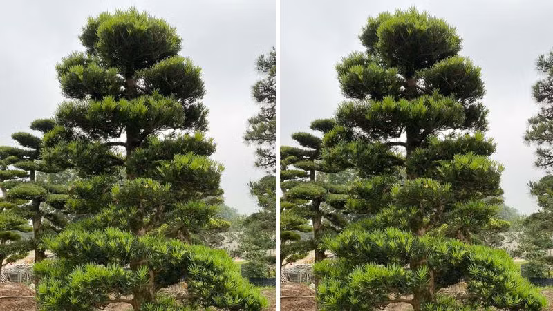 Các gia đình giàu có thường trồng trong nhà cây cảnh tùng La Hán vì nó thể hiện sự giàu sang phú quý. Cây được chăm sóc càng xanh tốt có nghĩa tài lộc của gia đình không ngừng tăng trưởng dồi dào.