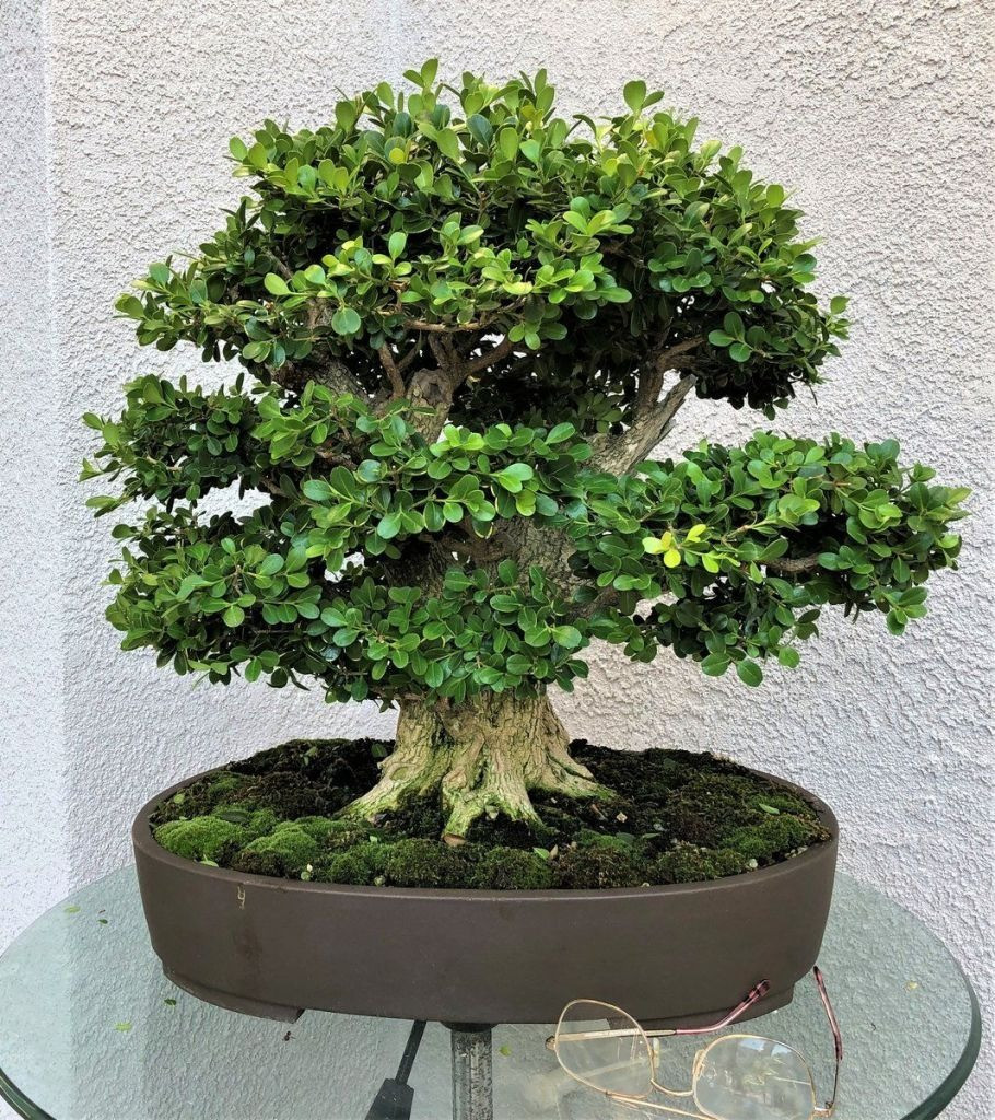 Hoàng dương không chỉ là một loại cây mà còn thể hiện gu thẩm mỹ và phong cách của gia chủ. Nó đứng đó lặng lẽ, như một nhà thông thái, thầm nói lên sự phi thường và sang trọng của chủ nhân.