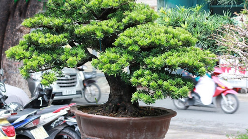 Về ý nghĩa phong thủy, cây tùng La Hán mang lại may mắn, bình an. Quả của cây cảnh này không khác những bức tượng La Hán nên mọi người thường cho rằng đây là loài cây linh thiêng, trồng trong vườn sẽ bảo trợ bình an, may mắn cho gia đình.