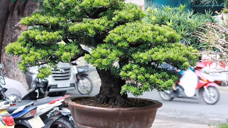 Về ý nghĩa phong thủy, cây tùng La Hán mang lại may mắn, bình an. Quả của cây cảnh này không khác những bức tượng La Hán nên mọi người thường cho rằng đây là loài cây linh thiêng, trồng trong vườn sẽ bảo trợ bình an, may mắn cho gia đình.