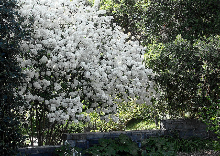  Người xưa còn cho rằng, trồng cây cảnh bóng tuyết trong sân có nghĩa là điềm lành đến nhà, xua đuổi thị phi. Hơn nữa, một cây bóng tuyết cổ thụ chắc chắn sẽ tăng thêm giá trị kinh tế cho ngôi nhà của bạn.