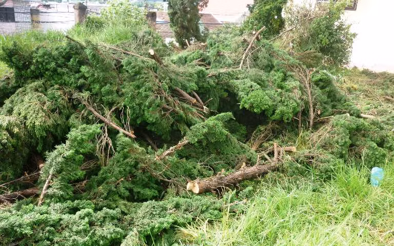Những ngọn tùng được cắt tỉa cho dễ vận chuyển để lại hiện trường đã chứng minh những cây tùng này không thể bị chết.