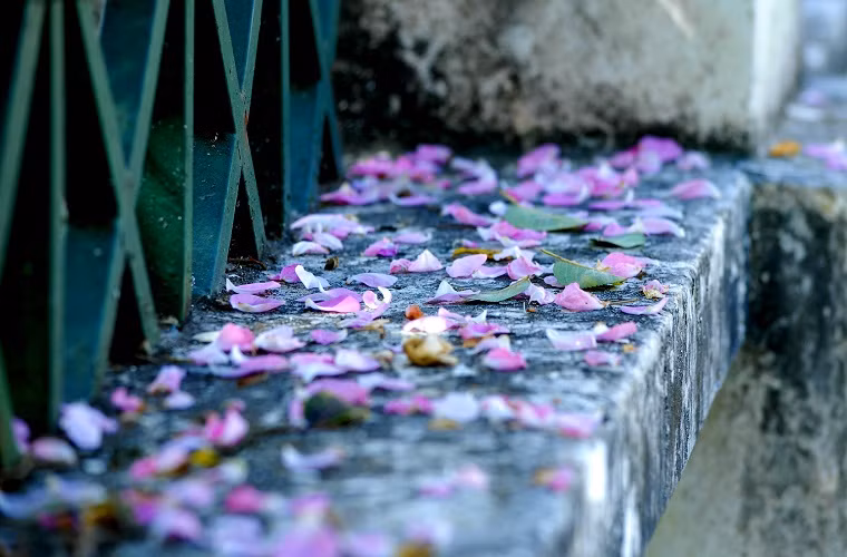 Hoa rơi thềm nhà.