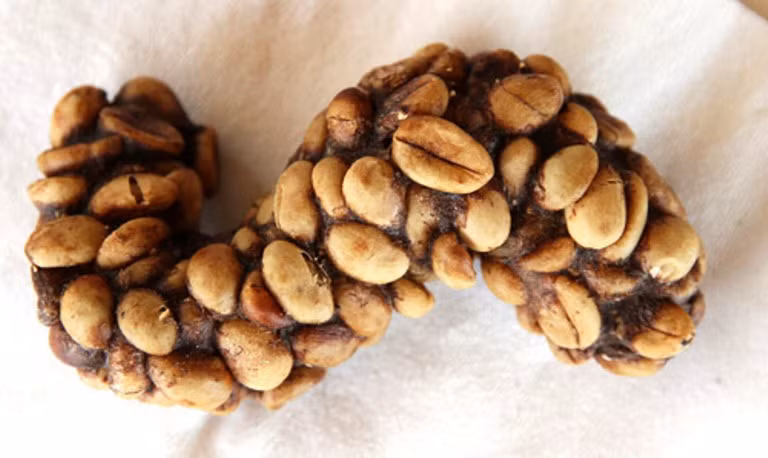 Chất thải của chồn là sản phẩm cà phê thượng hạng.