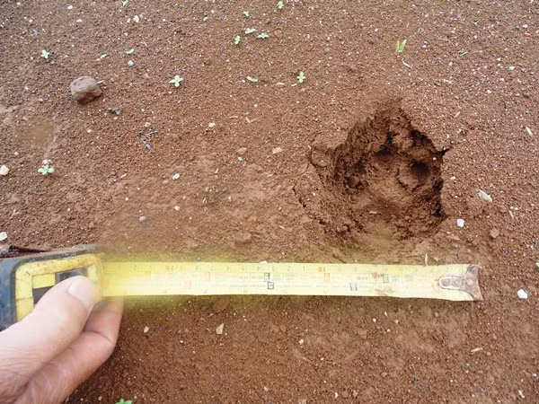 "Thú lạ" là báo hoa mai.