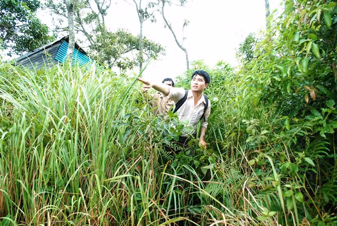 Lối ra vào đền cỏ mọc um tùm