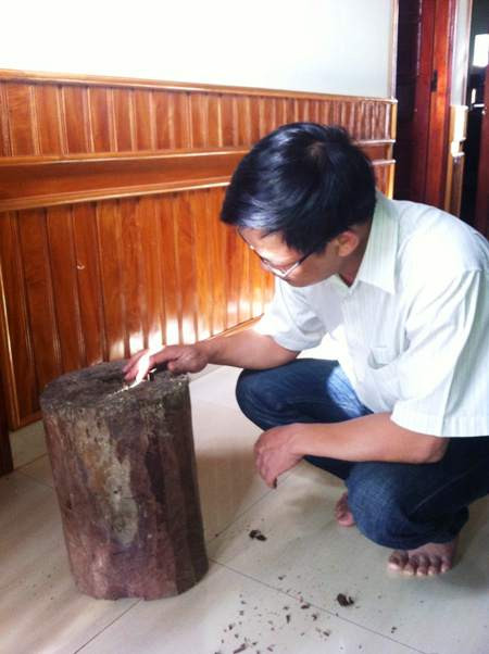 Giá gỗ trắc từ 600.000 đồng - 1,5 triệu đồng/kg.