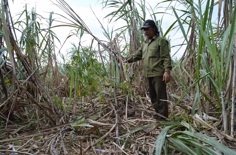 Nhiều hoa màu bị voi rừng tàn phá nặng nề khiến người dân nổi giận