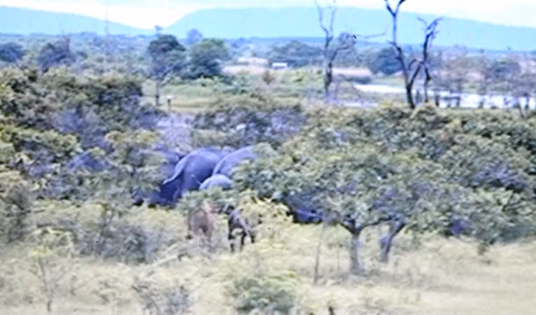 Đàn voi rừng ra khu dân cư kiếm ăn cả vào ban ngày.