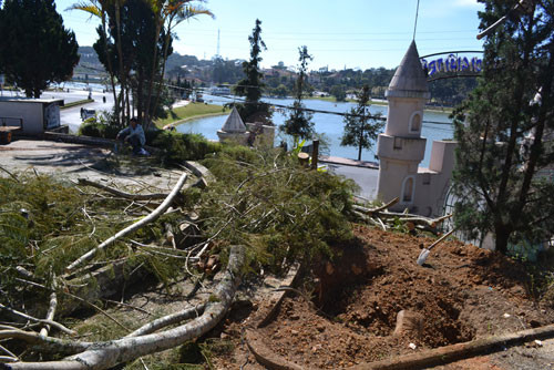 Cây phượng tím tại Trung tâm giải trí Đà Lạt cũng "không cánh mà bay"