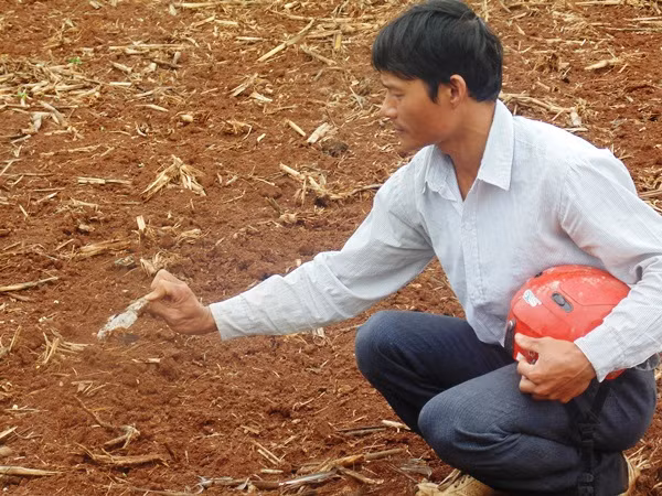 Báo hoa mai liên tục xuất hiện bắt gia cầm ăn thịt vào ban đêm.