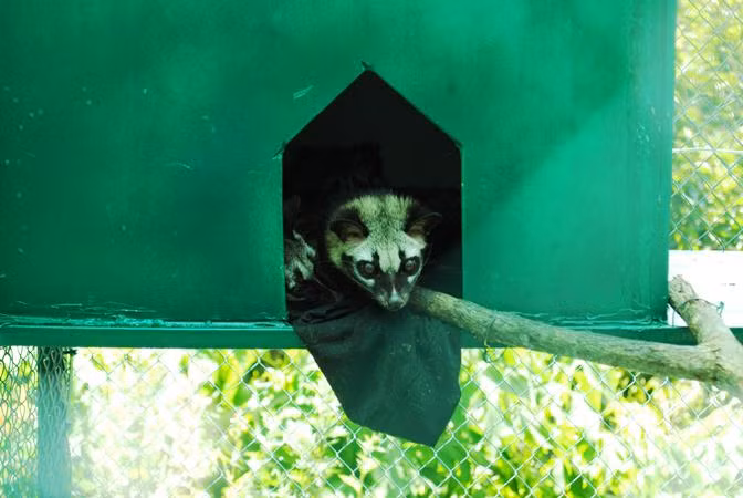 Những chú chồn được gia chủ nuôi dưỡng cẩn thận, nâng niu trong những ngô "nhà riêng".