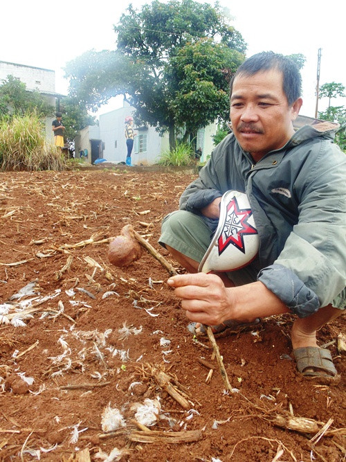 "Thú lạ" tàn sát gia cầm tại địa phương.