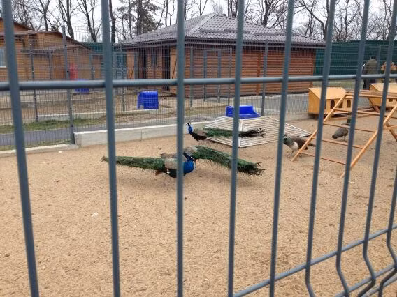 Vốn nổi tiếng là một người yêu động vật, Tổng thống Yanukovich cũng cho xây hẳn một sở thú quy mô nhỏ ở nhà mình.