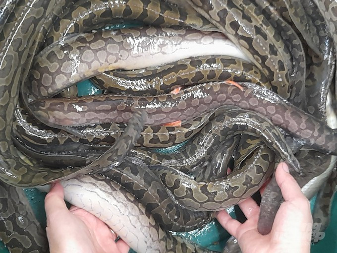 Nuôi cá chạch lấu trong vèo lưới, nông dân Trà Vinh bán 180.000 đồng/kg Nuoi ca chach lau trong veo luoi, nong dan Tra Vinh ban 180.000 dong/kg