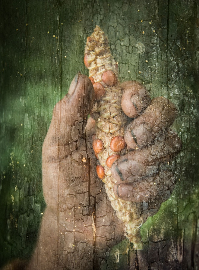 Thổ dân ở đây cũng ăn ngô. Chúng khác xa so với những bắp ngô đầy hạt mà chúng ta vẫn thấy. Vào thế kỷ 18, những nhà truyền giáo đã tới đây và hướng dẫn họ canh tác nông nghiệp. Người ta có thể trồng chuối hoặc ngô ở những mảnh ruộng gần nơi ở. Tuy nhiên, điều kiện sống gần như môi trường hoang dã khiến ngô có rất ít hạt.