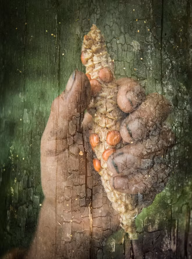 Thổ dân ở đây cũng ăn ngô. Chúng khác xa so với những bắp ngô đầy hạt mà chúng ta vẫn thấy. Vào thế kỷ 18, những nhà truyền giáo đã tới đây và hướng dẫn họ canh tác nông nghiệp. Người ta có thể trồng chuối hoặc ngô ở những mảnh ruộng gần nơi ở. Tuy nhiên, điều kiện sống gần như môi trường hoang dã khiến ngô có rất ít hạt.