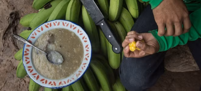 Ngoài ổi, chuối cũng là loại thực phẩm mà những người thổ dân có thể tìm thấy trong rừng. Họ có thể ăn những quả chuối chín hoặc nấu những quả chuối xanh thành một món sền sệt. Người ta cũng có thể nướng những quả chuối để ăn.