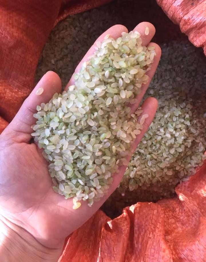 Dac san Yen Bai: Loai gao ngam suong, khong dam phoi nang-Hinh-2