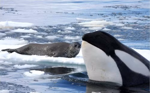 Châu Nam Cực là lãnh địa sinh sống của cá voi xanh, chim cánh cụt và hải cẩu, những loài động vật có khả năng chịu lạnh cực tốt. Dương xỉ và địa y là hai loài thực vật chủ yếu của lục địa này.