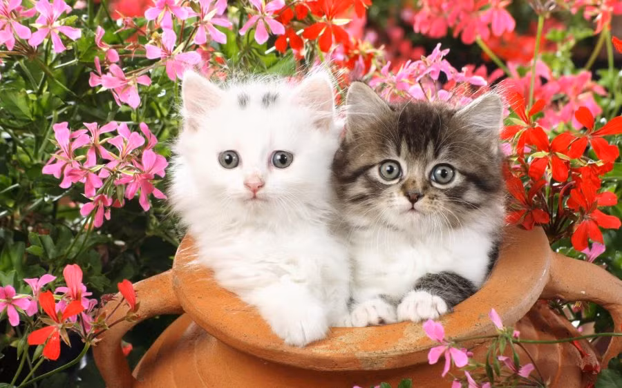 Noi tieng cung dau nhung 3 con giap nay song rat co phuc phan-Hinh-2