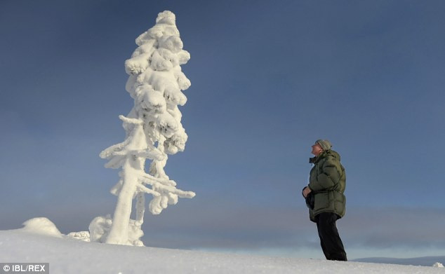 Cây đã sống vô danh tới năm 2004, khi được nhà địa chất Leif Kullman phát hiện và đặt tên là Tjikko (theo tên chú chó đã qua đời của ông). Các nhà khoa học đã dùng phương pháp carbon để xác định tuổi của hệ rễ cây - vốn lâu đời hơn thân cây phía trên mặt đất tới hàng nghìn năm. Ảnh: Daily Mail.