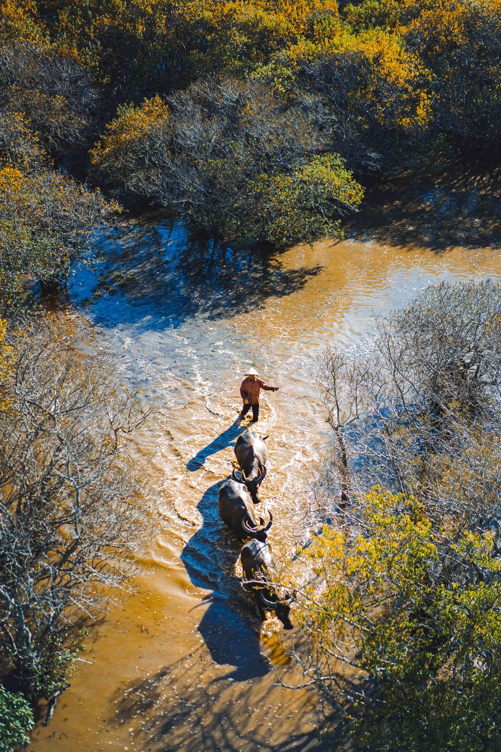 Dưới ống kính flycam, cả khu rừng được bao phủ bởi nhiều mảng màu hút mắt. Đó là sắc xanh pha lẫn vàng sẫm của mùa nước nổi, khoảng trời thu trong vắt, tà áo trắng dịu dàng của cô gái Huế...