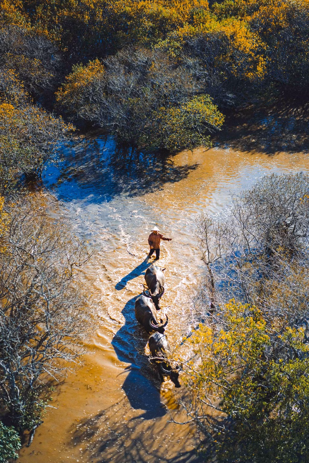 Dưới ống kính flycam, cả khu rừng được bao phủ bởi nhiều mảng màu hút mắt. Đó là sắc xanh pha lẫn vàng sẫm của mùa nước nổi, khoảng trời thu trong vắt, tà áo trắng dịu dàng của cô gái Huế...