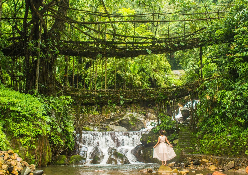 Do cách tạo hình rễ từ đầu không giống nhau, những cây cầu đặc biệt này khá đa dạng về kiểu dáng. Một số cây cầu rễ dài tới 51 m và cao 25 m, bắc qua những con suối. Đa số chỉ là cầu đơn lẻ. Tuy nhiên, một số cây cầu có thiết kế xếp chồng đặc biệt như Umshiang lại khiến nhiều du khách tò mò. Trong thời gian tới, cây cầu này có thể sẽ "mọc" thêm tầng thứ ba.